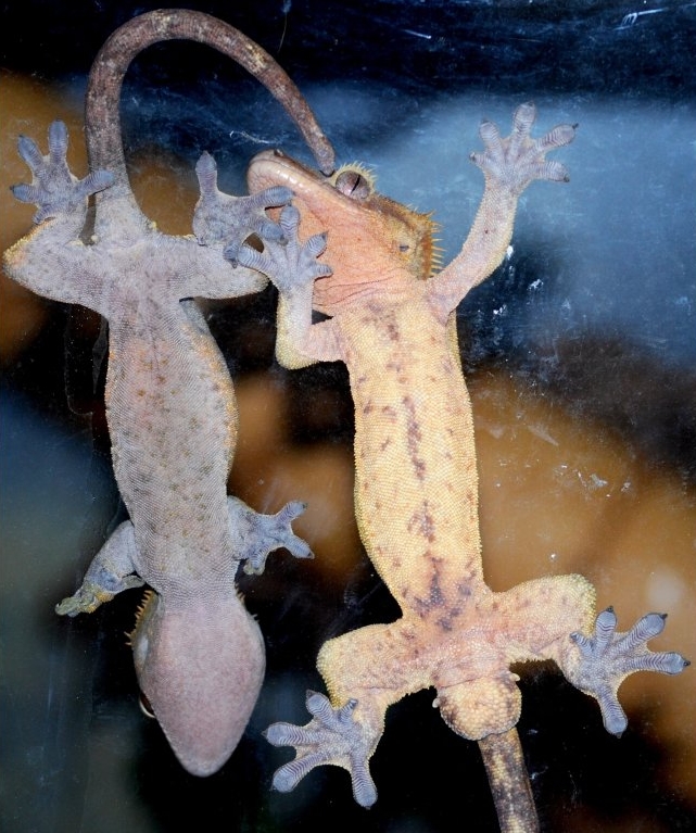 Reptilus project dimorphisme sexuel gecko à crête
