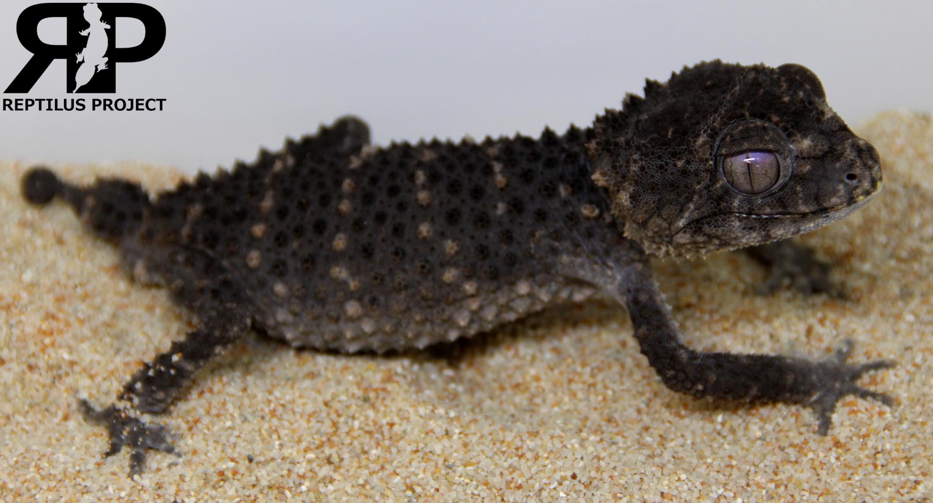 Reptilus Project Asper ♂