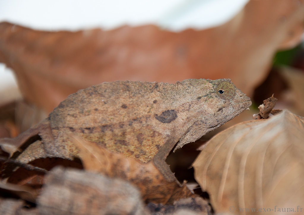 Reptilus project Rampholeon brevicaudatus