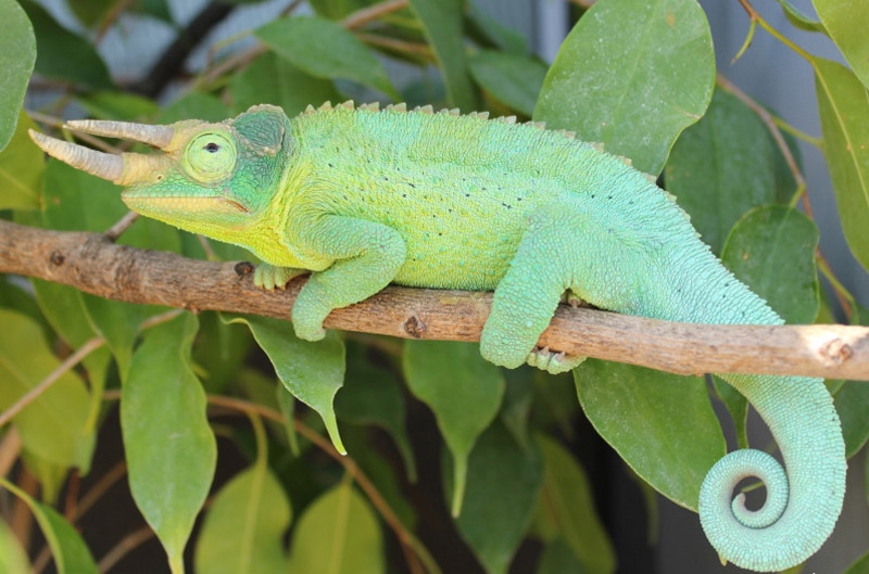 Reptilus project cameleon de jackson