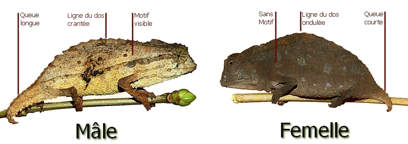 Reptilus project dimorphisme sexuel rampholeon brevicaudatus