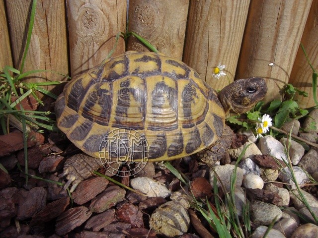 Tortue d'Hermann